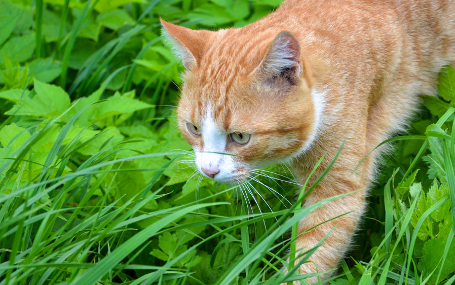 Hartz UltraGuard flea and tick collars for cats are a cat flea treatment.