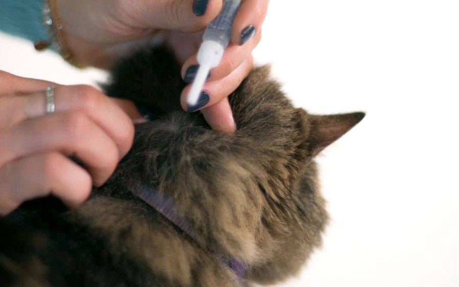 Cat topical flea treatment being applied to a cats neck.