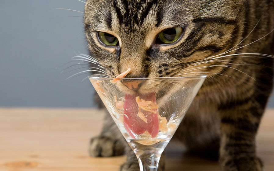 Cat licking at a bowl of Delectables Lickable Treat Stew Tuna & Shrimp. Hartz Delectables® Lickable Treats, the first Wet Cat Treat!