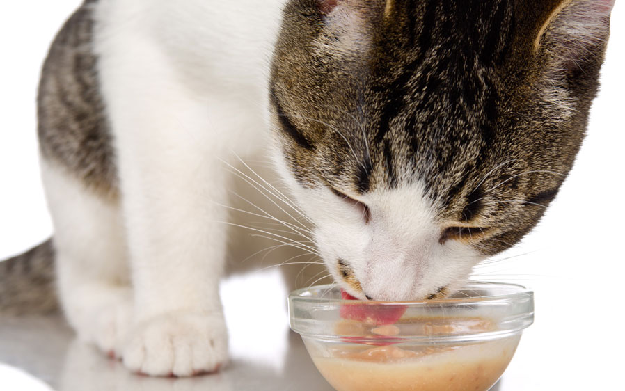 Cat licking at a bowl of Hartz Delectableslickable treat bisque tuna and chicken for seniors