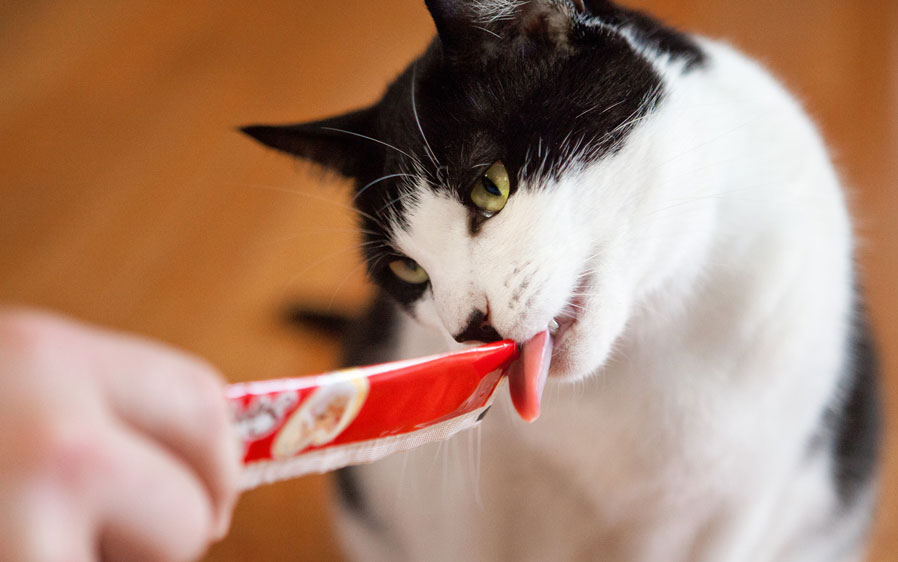 Cat licking at squeeze cat treat being held by owner. A truly interactive cat treat.