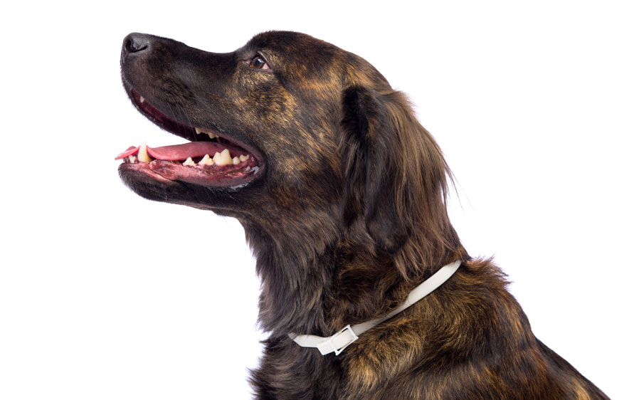 Dewel pro guard flea and tick collar for top dogs