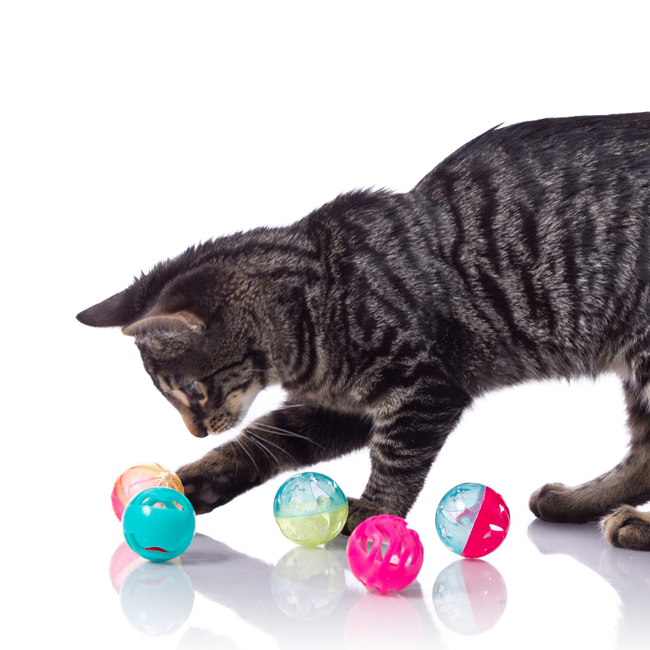 Playful Egyptian Mau poking at colorful ball toy, Hartz SKU 3270082183