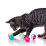 Playful Egyptian Mau poking at colorful ball toy, Hartz SKU 3270082183