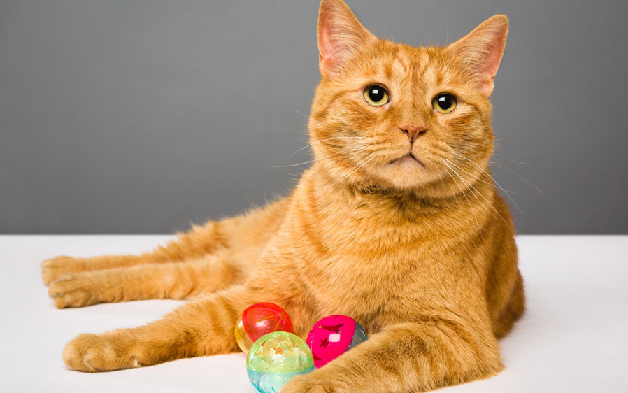 Orange cat balls shop