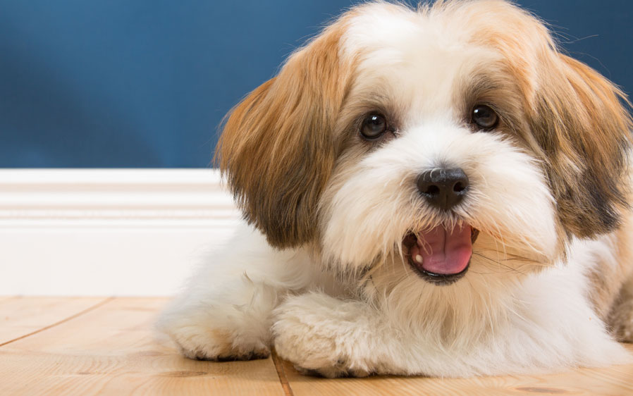 Hartz Groomer s Best Slicker Brush for Dogs Hartz