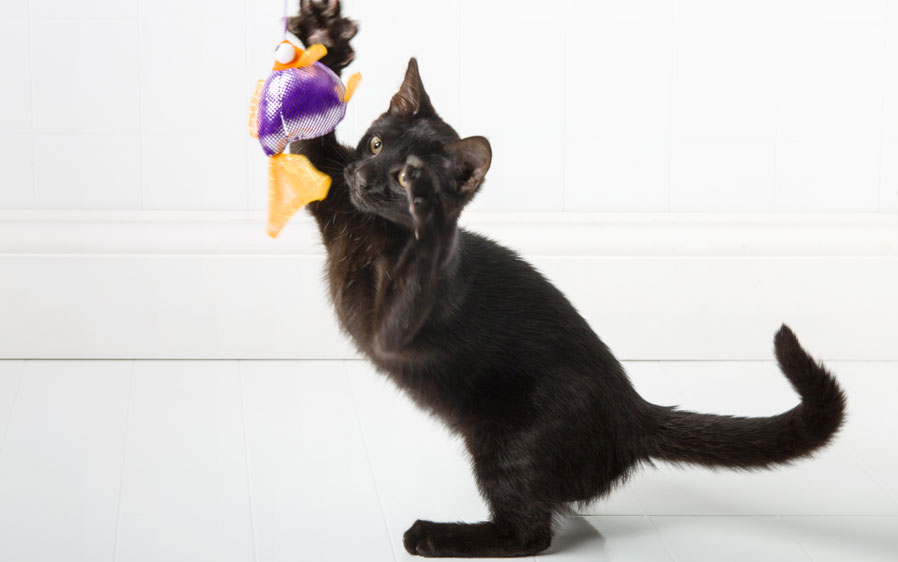 Hartz Just For Cats Gone Fishin Cat Toy Hartz