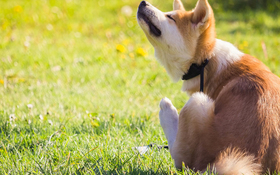 Dog in grass, scratching. Hartz UltraGuard flea and tick drops for dogs help kill fleas and ticks.