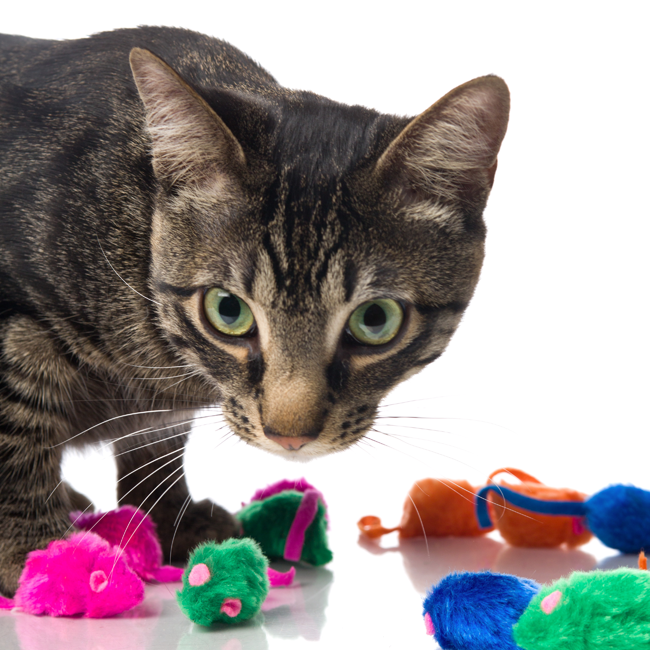cat toys for cats