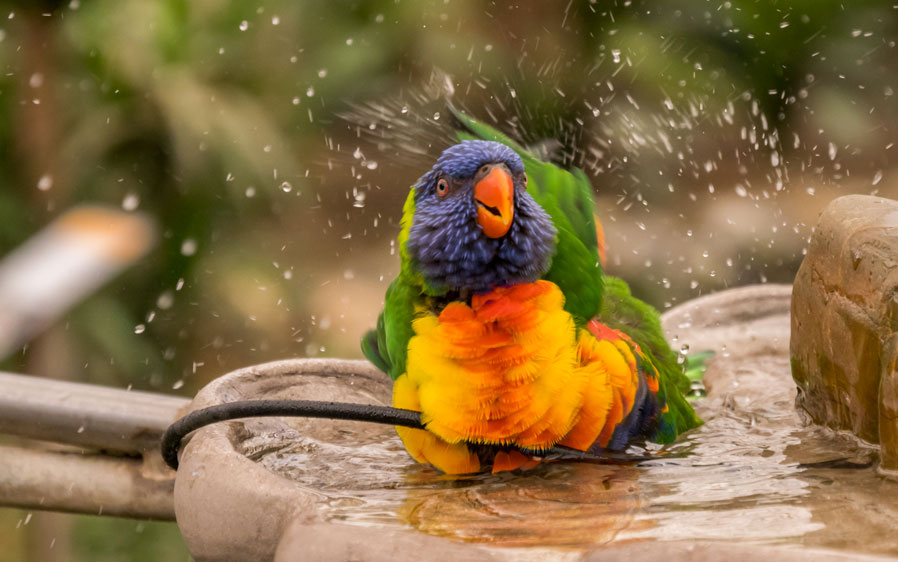 Hartz® Bird Toys For Medium Birds Hartz