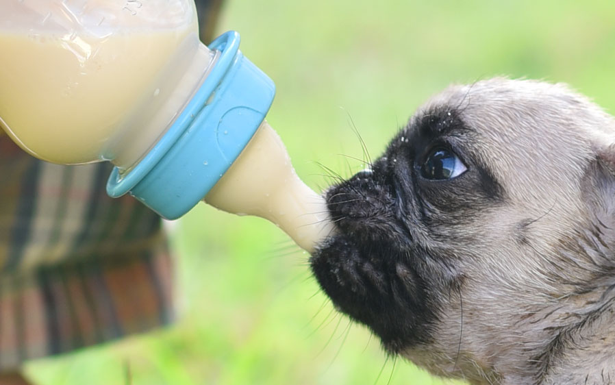 is it good to give puppies milk