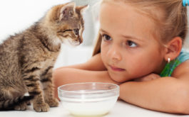 Young girl learns how to feed her kitten from a bowl