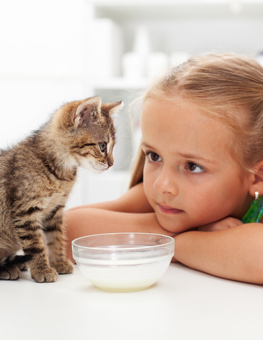 How you feed your kitten will affect how well they digest their food