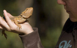 A pet reptile that fits in your hand will be easy to handle
