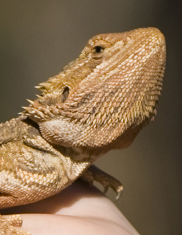 An easy habitat for your pet reptile will affect their health