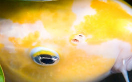 Yellow pet fish swimming in fresh water pond