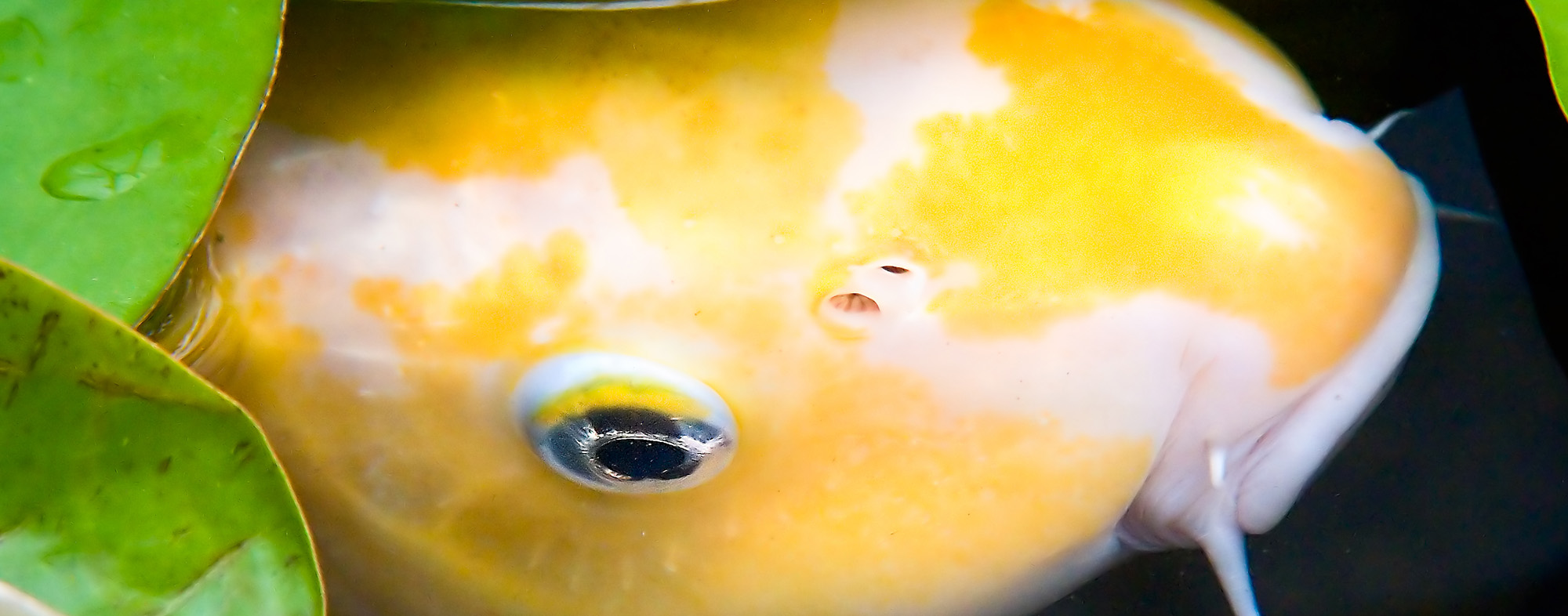 Yellow pet fish swimming in fresh water pond