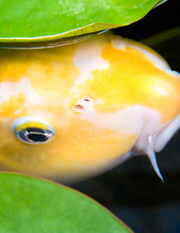 A fresh water pond is healthiest for your yellow fish