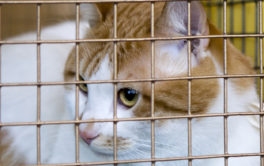 Lounging in their cage, a cat waits for you to adopt them