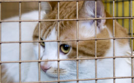 Lounging in their cage, a cat waits for you to adopt them