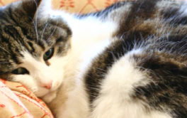 A cat with arthritis may be not willing to get up after sleeping
