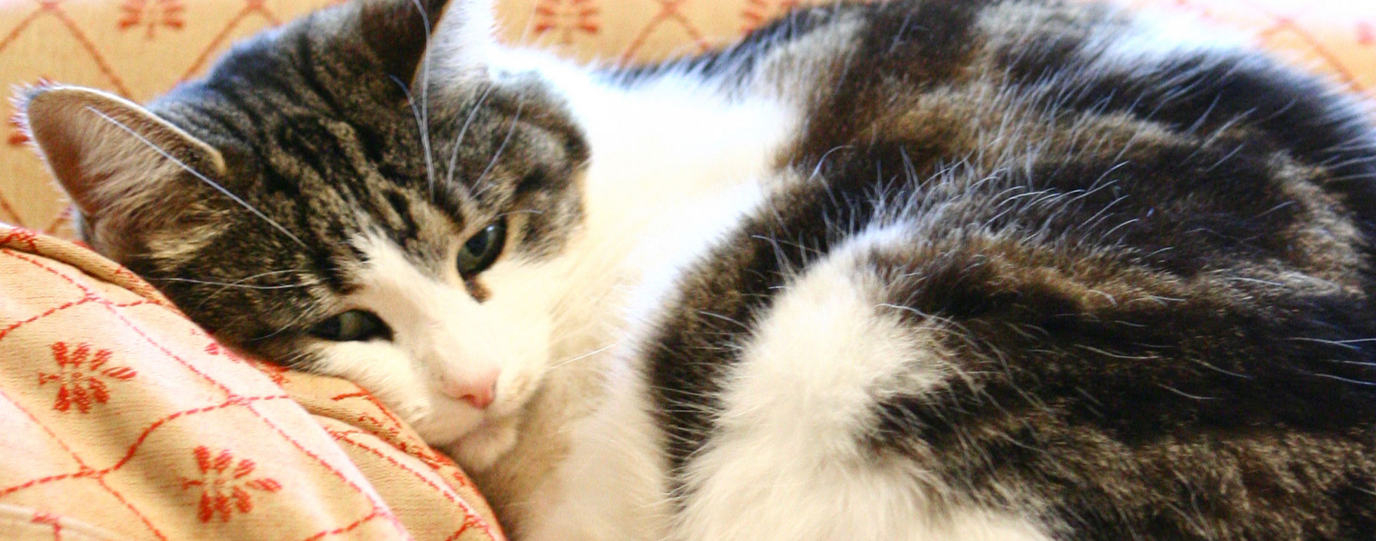 A cat with arthritis may be not willing to get up after sleeping