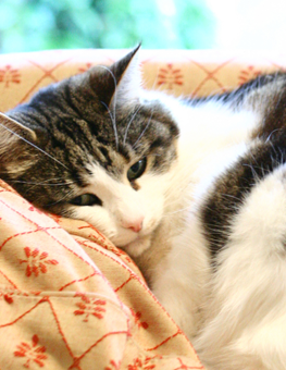 Cats suffering from arthritis may appear depressed to you