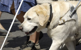 Service dog wearing a harness walking in a crowd of people