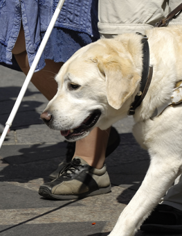 A dependable breed of service dog, guiding its owner outside