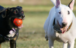A pair of dogs playing with each other outside at a doggy school