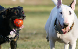 A pair of dogs playing with each other outside at a doggy school