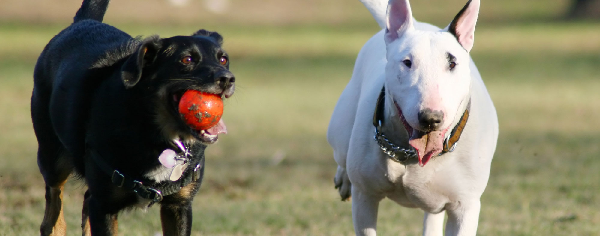 A pair of dogs playing with each other outside at a doggy school