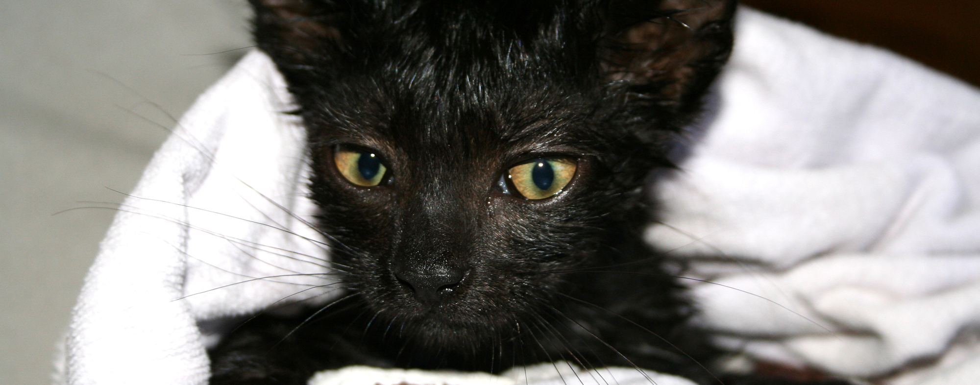 Wrapping a black kitten in a towel after bathing them