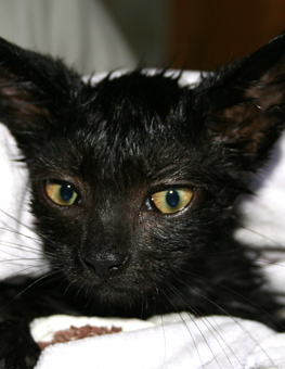 A tiny black kitten drying off after bathing