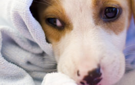 Grooming a young puppy and drying them off in a towel