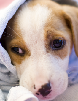 Wrapping a tiny puppy in a towel after grooming them