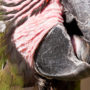 You should monitor your bird's beak for any breaks or injuries