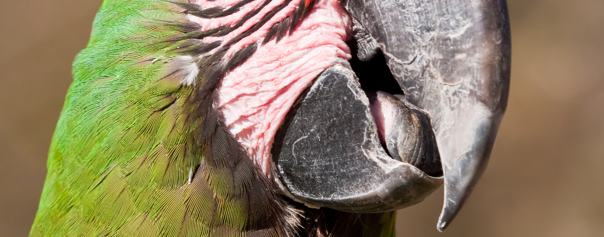 You should monitor your bird's beak for any breaks or injuries