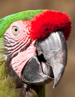 A parrot with a healthy beak and red plummage