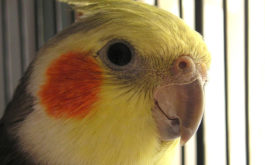 Bright faced bird exhibiting normal behavior in its cage
