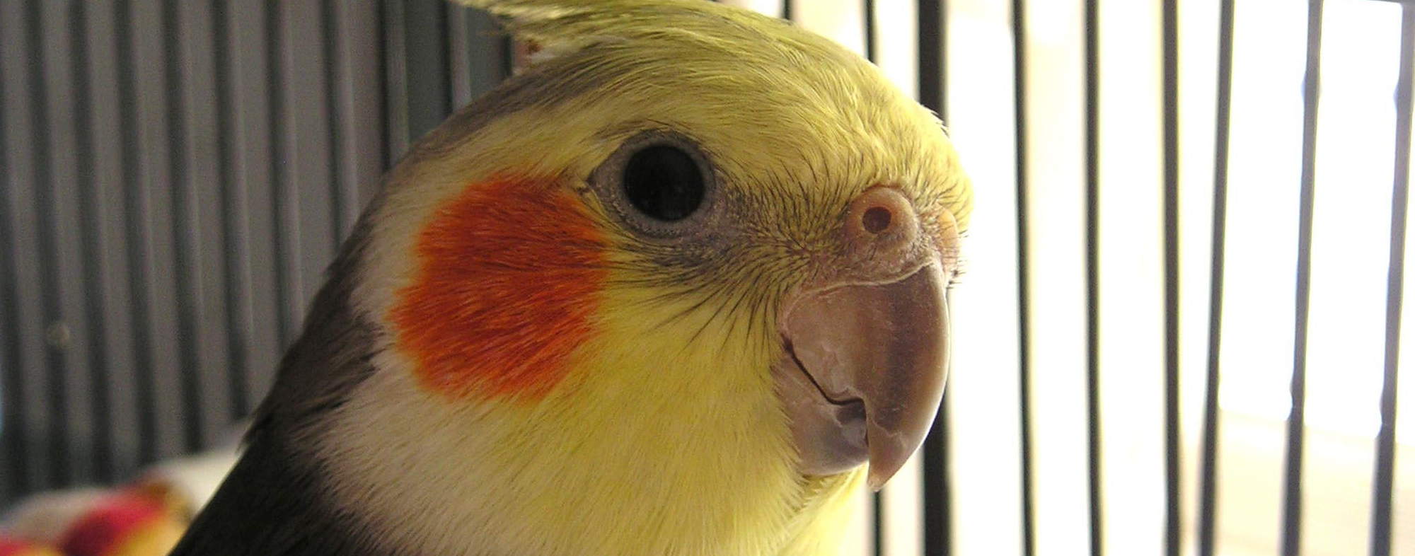 Bird Behavior Basics Hartz