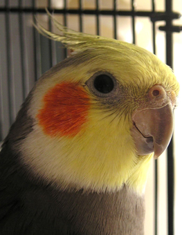 An adult pet bird exhibiting normal behavior in its cage