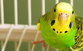 A fat green and yellow bird, perched in its cage