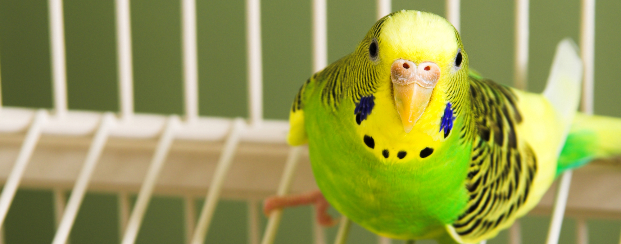 A fat green and yellow bird, perched in its cage