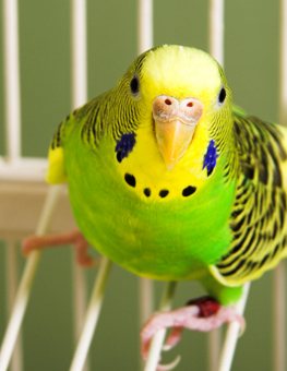 After they've gained weight, you could exercise your fat bird