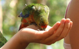 Human training a pet bird to eat out of their hand