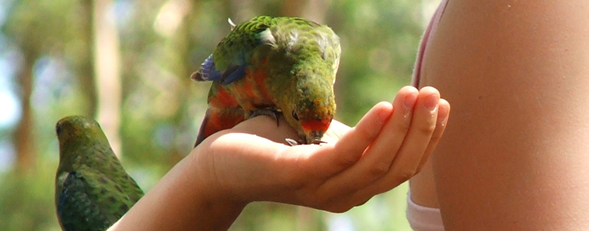 Human training a pet bird to eat out of their hand