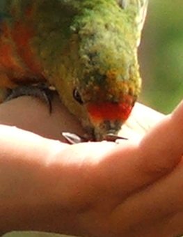A pet parrot training to eat out of their owner's hand