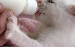 Caring for a newborn kitten by feeding it a milk replacer
