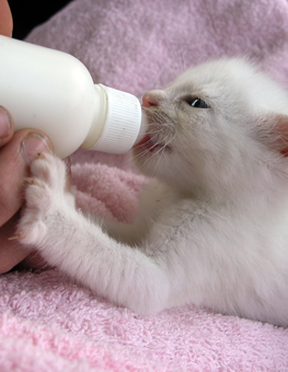 Caring for a newborn kitten by feeding it a milk replacer